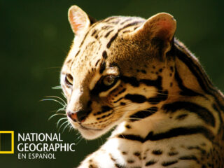 NAT GEO ESPAÑOL